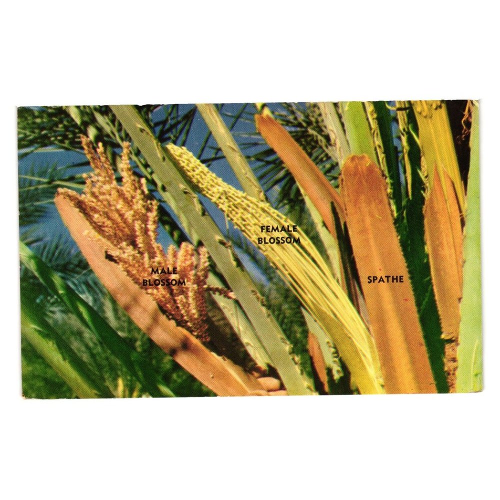 Vintage Postcard Date Palm Life Pollen Blossom Food Fruit Tree Arbor Farming